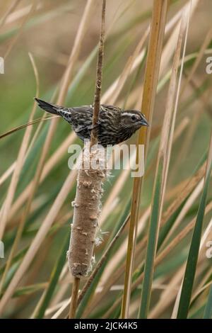 Agelaius phoeniceus, une femelle aigette rouge, se trouve sur une queue de chat dans le South Padre Island Birding Centre, Texas. Banque D'Images