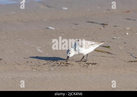 A Sanderling, Calidris alba, recherche de crustacés marins sur la plage de sable. South Padre Island, Texas. Banque D'Images