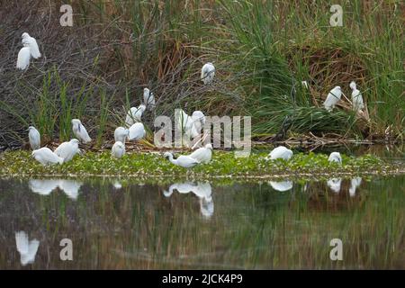 Un troupeau de Snowy Egrets, Egretta thula, en piquant dans les queues près d'un étang près de la réserve naturelle nationale d'Aransas au Texas. Banque D'Images