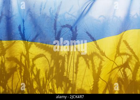 Silhouettes d'oreilles de blé sur le drapeau national ukrainien jaune et bleu rétroéclairé par lumière douce du coucher du soleil comme symbole de la crise alimentaire à venir. Gros plan, Banque D'Images