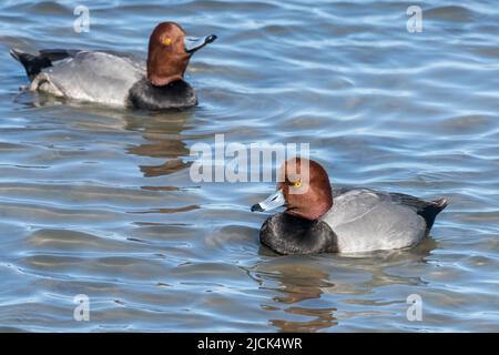 Drakes de canard REDHEAD, Aythya americana, hivernant sur la Laguna Madre, île South Padre, Texas. Banque D'Images