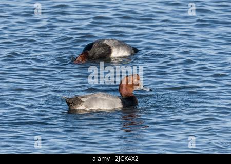 Drakes de canard REDHEAD, Aythya americana, hivernant sur la Laguna Madre, île South Padre, Texas. Le canard derrière paître sur la végétation sur le shal Banque D'Images