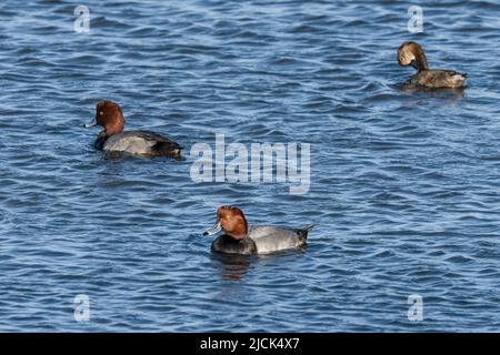 Drakes de canard REDHEAD, Aythya americana, hivernant sur la Laguna Madre, île South Padre, Texas. Banque D'Images