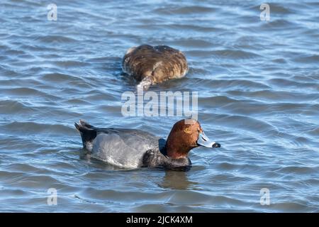 Drakes de canard REDHEAD, Aythya americana, hivernant sur la Laguna Madre, île South Padre, Texas. Le canard derrière paître sur la végétation sur le shal Banque D'Images