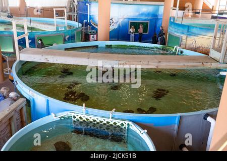 Grands chars avec tortues de mer à Sea Turtle Inc., un centre de sauvetage et de réhabilitation pour tortues de mer sur l'île de South Padre, Texas. Banque D'Images