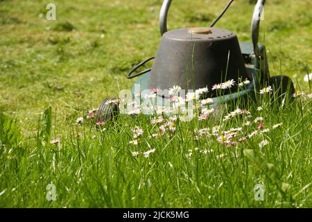 Concept de saison et d'entretien de cour avec tondeuse électrique et fleurs de printemps blanches et roses dans une pelouse de jardin verte Banque D'Images