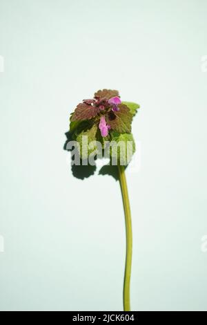 Lamium purpueum, connu sous le nom de rouge ortie-morte, ortie-morte pourpre, archange pourpre, ou est sur table bleu pâle Banque D'Images