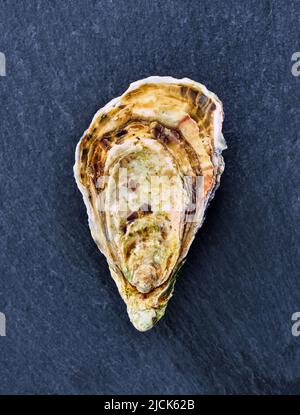 Palourdes d'huîtres fraîches, isolées et prêtes à manger. Banque D'Images