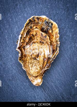 Palourdes d'huîtres fraîches, isolées et prêtes à manger. Banque D'Images