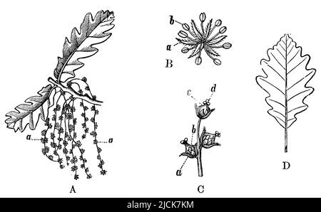 Chêne français, fleurs et feuilles, Quercus robur, anonym (livre botanique, 1897), Stieleiche, Blüten und Blatt, chêne pédonculé, fleurs et feuille Banque D'Images