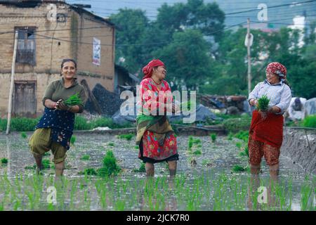 Bhaktapur, Bagmati, Népal. 14th juin 2022. Les femmes partagent le rire en plantant des jeunes pousses de paddy dans leur champ mardi à Bhaktapur. Le riz est l'une des principales cultures vivrières du peuple népalais. Le mois d'Asar (juin-juillet) a une grande importance pour les agriculteurs car c'est le moment de l'année où les agriculteurs plantent de nouveaux semis de riz dans leurs champs. Le gouvernement du Népal a déclaré Asar 15 Journée nationale de Paddy pour célébrer la première plantation de la récolte pour la saison. (Image de crédit : © Amit Machamasi/ZUMA Press Wire) Banque D'Images