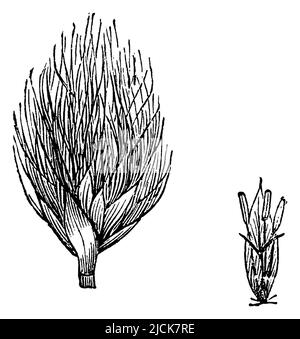 cotongrass de queue de lièvre A. fruitier , gauche: Épillet à fruits. Droite: Une fleur, Eriophorum vaginatum, anonym (livre botanique, 1892), Scheiden-WollgrawScheiden-Wollgras, Liens: Fruchttragendes Ährchen. Rechts: Eine Blüte, Linaigrette vaginée, à gauche : épi fructifère. à droite : une fleur Banque D'Images