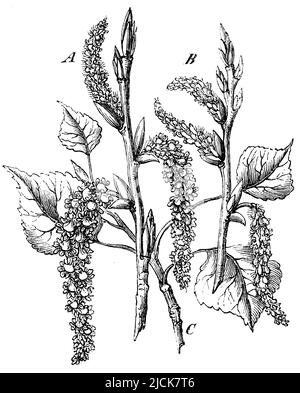 Peuplier noir, fleurs, Populus nigra, anonym (livre de biologie, 1882), Schwarz-Pappel, Blüten, Peuplier noir , fleurs Banque D'Images