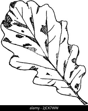 Chêne sessile, feuille, Quercus petraea, FSM (livre de motifs, ), Traubeneiche, Blatt, chêne rouvre, feuille Banque D'Images