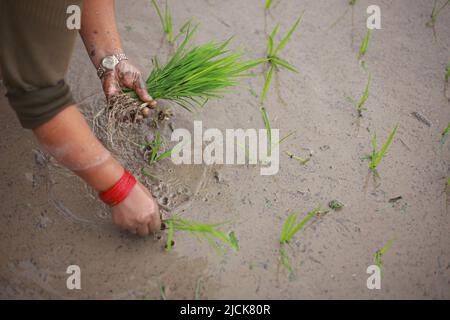 Bhaktapur, Bagmati, Népal. 14th juin 2022. Un agriculteur plante une plantule de riz dans un champ de paddy lors d'une pluie de mousson à Bhaktapur, au Népal. Le riz est l'une des principales cultures vivrières du peuple népalais. Le mois d'Asar (juin-juillet) a une grande importance pour les agriculteurs car c'est le moment de l'année où les agriculteurs plantent de nouveaux semis de riz dans leurs champs. Le gouvernement du Népal a déclaré Asar 15 Journée nationale de Paddy pour célébrer la première plantation de la récolte pour la saison. (Image de crédit : © Amit Machamasi/ZUMA Press Wire) Banque D'Images