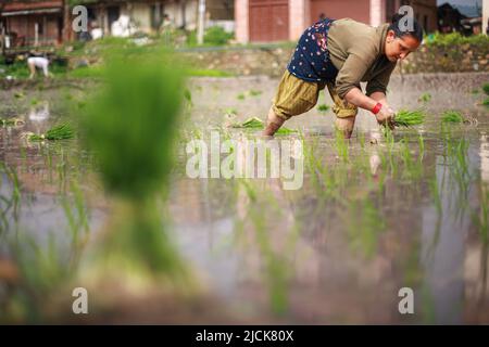 Bhaktapur, Bagmati, Népal. 14th juin 2022. Un agriculteur plante une plantule de riz dans un champ de paddy au cours d'une saison de mousson à Bhaktapur, au Népal. Le riz est l'une des principales cultures vivrières du peuple népalais. Le mois d'Asar (juin-juillet) a une grande importance pour les agriculteurs car c'est le moment de l'année où les agriculteurs plantent de nouveaux semis de riz dans leurs champs. Le gouvernement du Népal a déclaré Asar 15 Journée nationale de Paddy pour célébrer la première plantation de la récolte pour la saison. (Image de crédit : © Amit Machamasi/ZUMA Press Wire) Banque D'Images