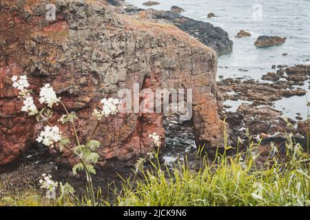 L'éléphant Rock affleurement sur la côte à Montrose, en Écosse Banque D'Images