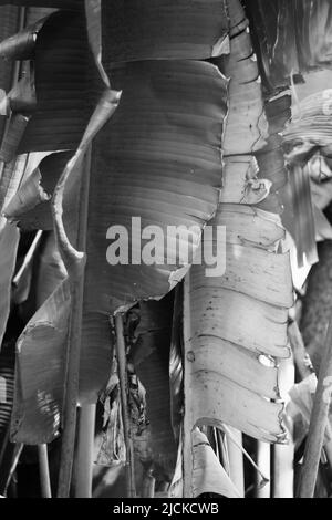 Les feuilles tropicales luxuriantes de la grande plante de banane en noir et blanc. Banque D'Images