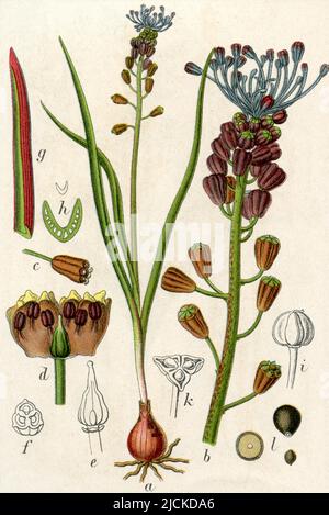 jacinthe de tassel Muscari comosum Syn. Leopoldia comosa, (livre botanique, 1906), Schopfigue Traubenhyazinthe Banque D'Images