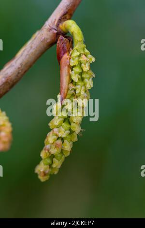 Fleur femelle de Populus nigra subsp. Betulifolia Banque D'Images