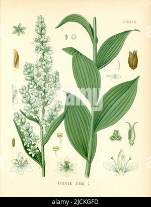 White false hellebore Veratrum album, (, ), Weißer Germer Banque D'Images
