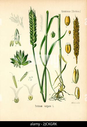 Blé Triticum aestivum, Müller, Walther Otto (1833-1887) (, ), Weichweizen Banque D'Images