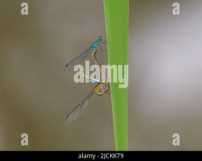 Deux damides communs (Ischnula elegans) se accouplant et se reposant sur une herbe, jour ensoleillé en été, Vienne (Autriche) Banque D'Images