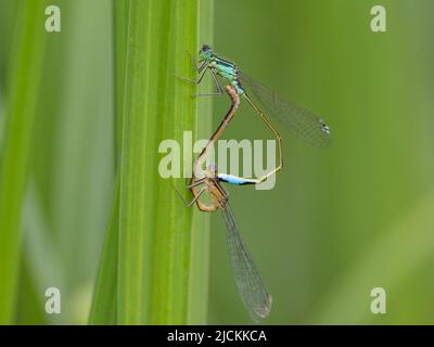 Deux damides communs (Ischnula elegans) se accouplant et se reposant sur une herbe, jour ensoleillé en été, Vienne (Autriche) Banque D'Images