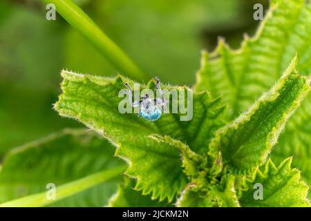 Le charançon de l'ortie verte ( Phyllobius pomaceus) espèce commune d'insecte de l'Europe, trouvée dans les champs de prairies haies et jardins, image de stock photo Banque D'Images