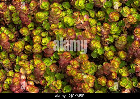 Sedum spium un été automne violet plante de fleur vivace communément connu sous le nom de grès caucasien, image de stock photo Banque D'Images