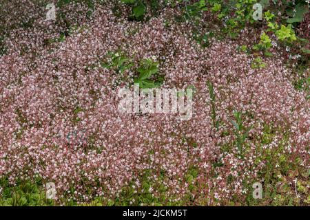 Saxifraga x urbium plante florale d'été avec une fleur rose blanche d'été communément connue sous le nom de London Pride, photo de stock image Banque D'Images