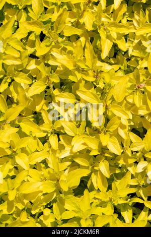 Origanum vulgare 'Aureum' plante à fleurs d'été avec des feuilles jaunes et une fleur rose d'été communément connue sous le nom d'origan doré ou de margory, stock Banque D'Images