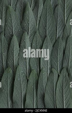 La sauge verte, la sauge laisse un arrière-plan abstrait avec des gouttes d'eau, des feuilles douces et tonisées. Macro. Vue de dessus, plan d'appartement. Banque D'Images