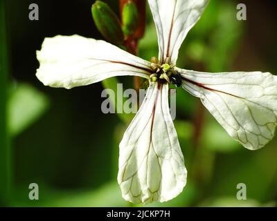 super macro d'une fleur d'arugula blanche (Eruca vesicaria ssp. sativa) avec un fond vert flou Banque D'Images