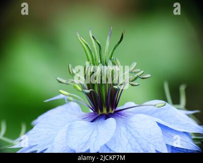 super macro d'une fleur bleue de Nigella damascena, avec les couleurs bleu et vert Banque D'Images