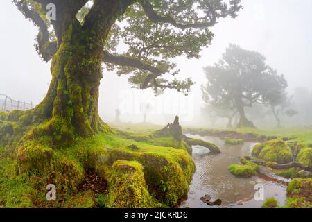 Arbres en brouillard dans une ancienne forêt de Laurier, forêt de Laurissilva, Fanal, île de Madère, Portugal UNESCO Banque D'Images