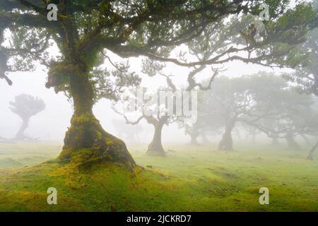 Arbres en brouillard dans une ancienne forêt de Laurier, forêt de Laurissilva, Fanal, île de Madère, Portugal UNESCO Banque D'Images