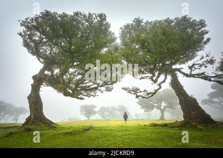 Arbres en brouillard dans une ancienne forêt de Laurier, forêt de Laurissilva, Fanal, île de Madère, Portugal UNESCO Banque D'Images