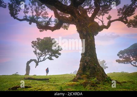 Arbres en brouillard dans une ancienne forêt de Laurier, forêt de Laurissilva, Fanal, île de Madère, Portugal UNESCO Banque D'Images