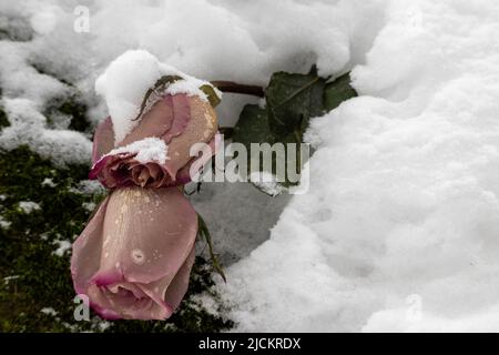 Des rosebuds flétris sous la neige dans le parc d'hiver. Gros plan, mise au point sélective. Banque D'Images