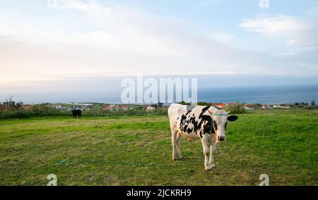 Le jeune taureau holstein attaché dans un pré de pâturage de champ agricole rural sur l'île de Faial dans les Açores Portugal format horizontal océan en arrière-plan Banque D'Images