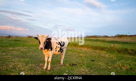 Jeune taureau holstein attaché dans un pré de pâturage de champ rural de ferme sur l'île de Faial dans les Açores Portugal horizontal format ciel bleu derrière Banque D'Images