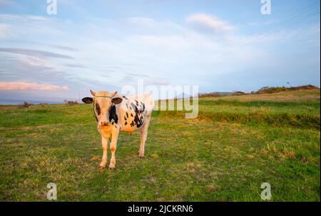 Jeune taureau holstein attaché dans un pré de pâturage de champ rural de ferme sur l'île de Faial dans les Açores Portugal horizontal format ciel bleu derrière Banque D'Images