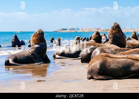 Beaucoup de loups de mer sont sur la plage à côté du port de Necochea en Argentine. Banque D'Images