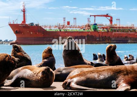 De nombreux otaries se trouvent sur la plage, à côté du port de Necochea, en Argentine. En arrière-plan, un transporteur de marchandises en vrac pénètre dans le port. Banque D'Images