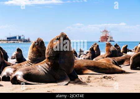 De nombreux otaries se trouvent sur la plage, à côté du port de Necochea, en Argentine. Banque D'Images