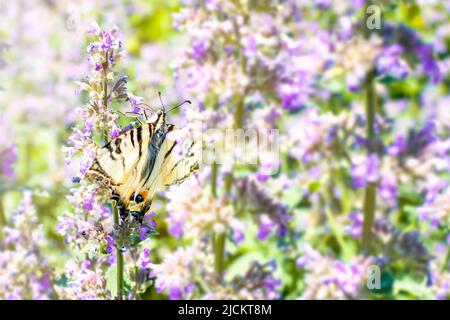 Papillon en gros plan Iphiclides podalirius avec ailes avec un motif sur une fleur lilas, plante de jardin le jour ensoleillé. L'été, les insectes volants boit le nectar. Banque D'Images
