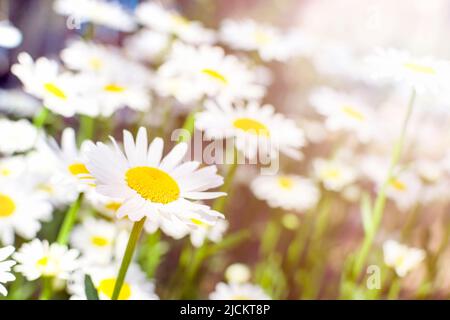 Les pâquerettes blanches poussent dans un pré au coucher du soleil dans le ryse du soleil. Fleurs sauvages d'été chamomiles, plantes médicinales et herbes. Arrière-plan de la nature. Banque D'Images