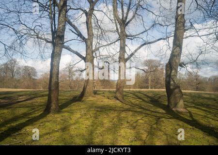 Collection ou groupe de Castanea sativa, arbres de châtaignier doux sur la crête à un sommet de hilalock Banque D'Images