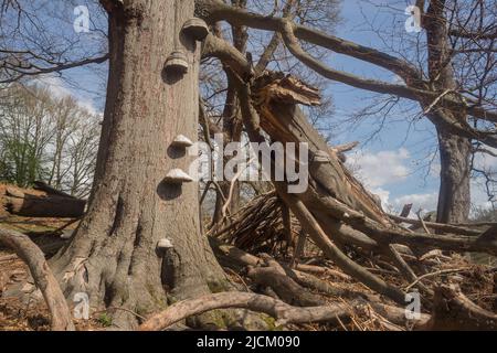 Rangée de pas de champignons de la patte du sabot, corps de fructification, cause la carie et la pourriture dans le bois de coeur des vieux hêtres matures Fagus sylvatica Banque D'Images